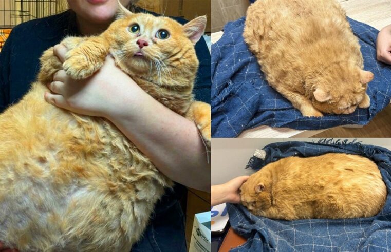 Gato gordo intenta fugarse de una clínica para adelgazar