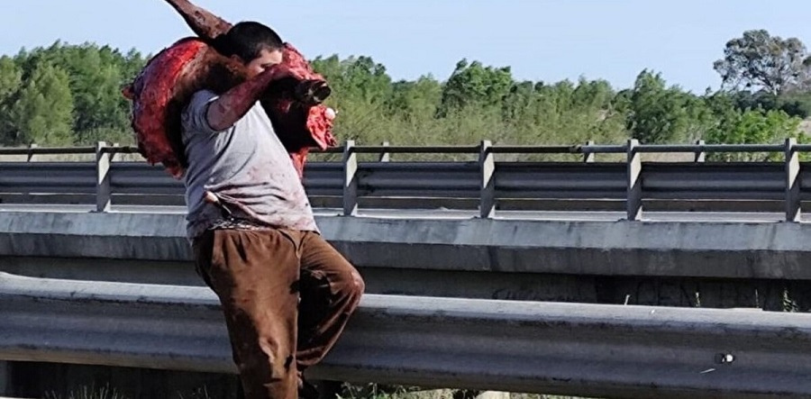 Les va tan mal en Argentina que filetearon y se comieron vacas de camión accidentado