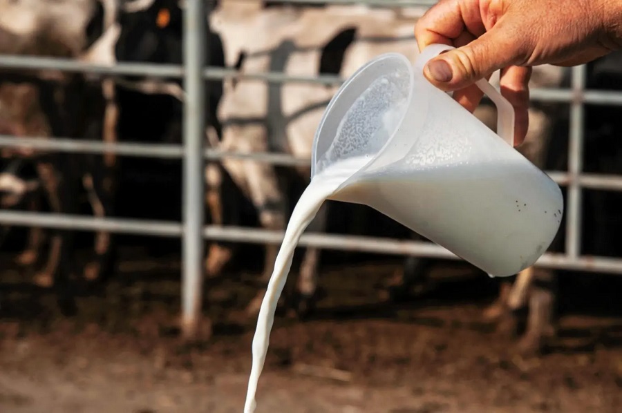 California dice no a la leche cruda de su mayor productor por gripe aviar