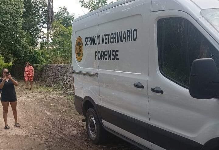 Investigan envenenamiento masivo de perros y gatos en  poblado yucateco