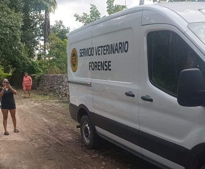 Investigan envenenamiento masivo de perros y gatos en  poblado yucateco