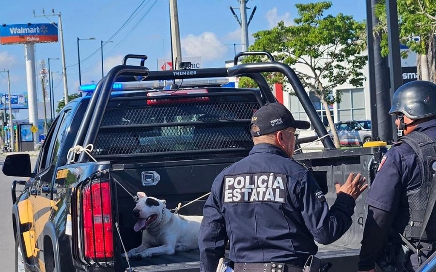 Perro ataca a una estudiante en un paradero de autobús