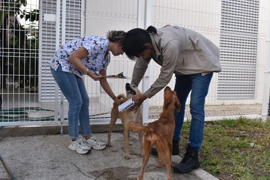 Certifican a personal del Ayuntamiento de Mérida en materia de bienestar animal