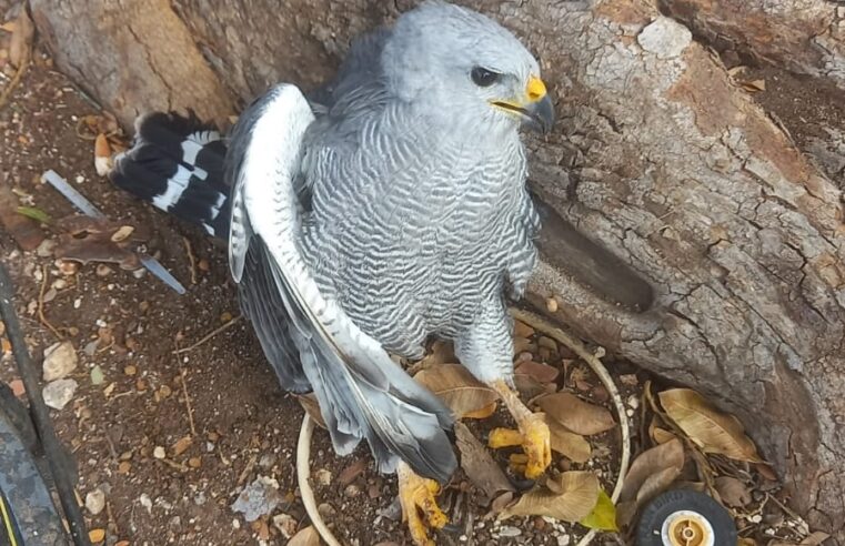 Rescatan un aguililla gris en la Bici-Ruta