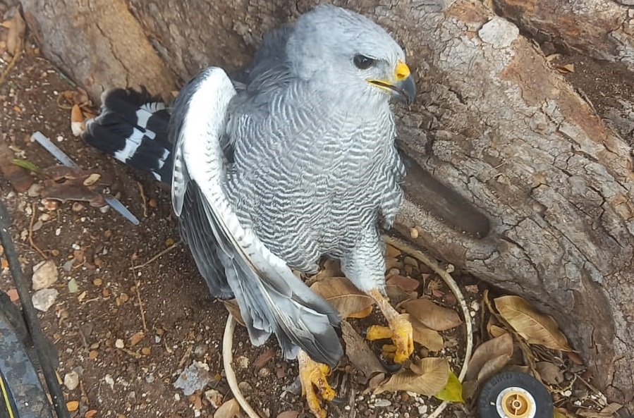 Rescatan un aguililla gris en la Bici-Ruta