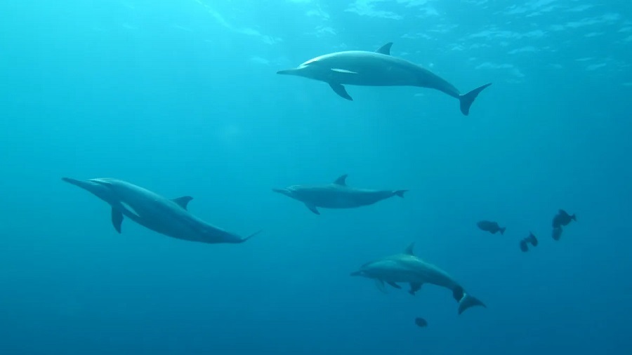 Delfines del Golfo de México dan positivo a fentanilo