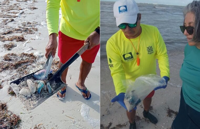 Recalan medusas tipo carabela portuguesa en playas de Progreso