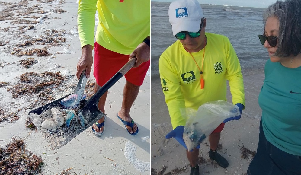 Recalan medusas tipo carabela portuguesa en playas de Progreso