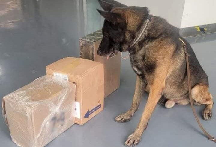 Aseguran 18,000 dosis de fentanilo y cristal en empresa de mensajería de Mérida