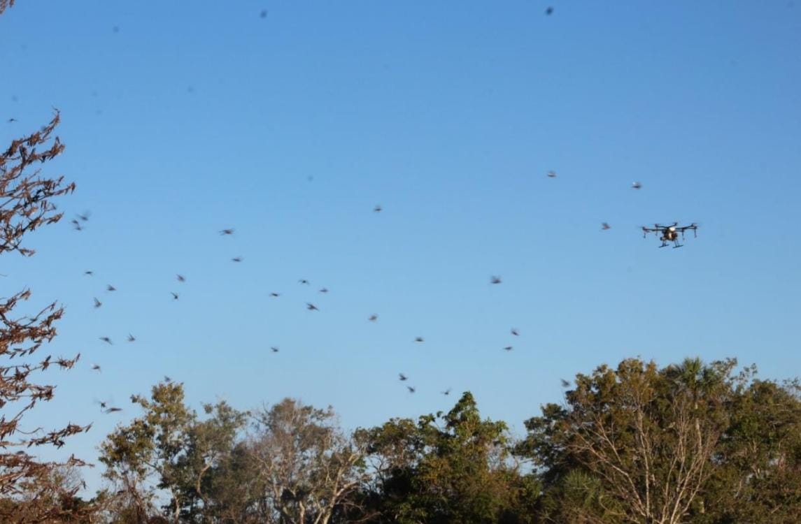 Controlan plaga de langosta en 135 hectáreas de 11 municipios de Yucatán