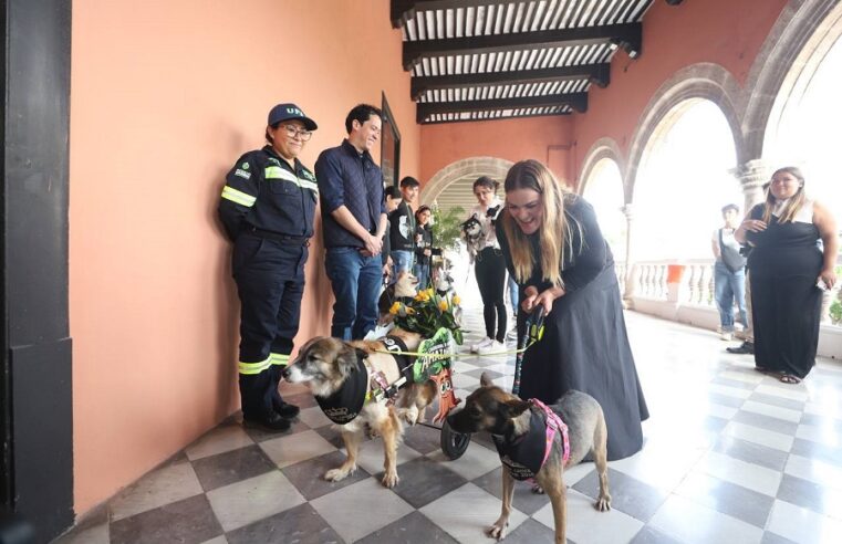 Presentan a las Reinas y Reyes Caninos del Carnaval de Mérida Amazónico 2025