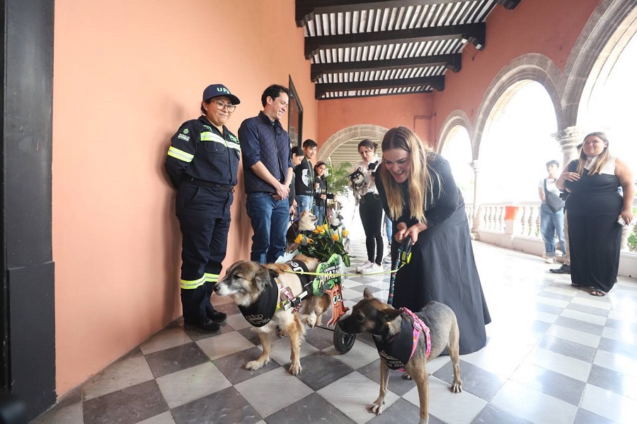 Presentan a las Reinas y Reyes Caninos del Carnaval de Mérida Amazónico 2025