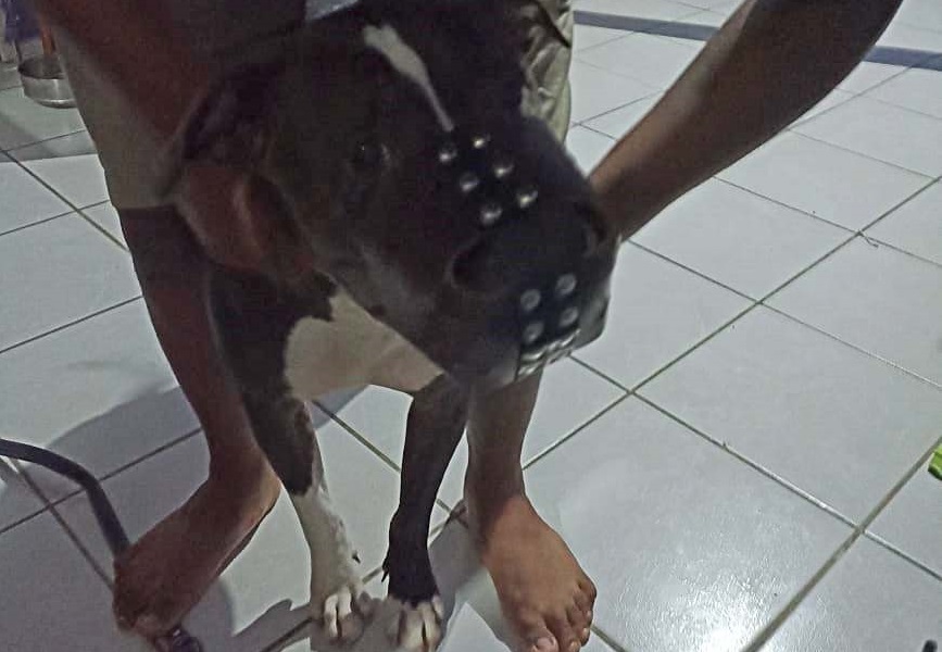 «Detienen» a un pitbull por atacar a dos menores de edad