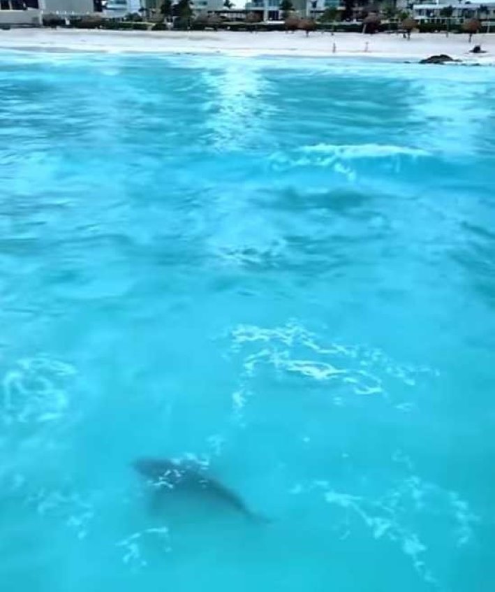 Avistan un tiburón toro muy cerca de la playa de Cancún