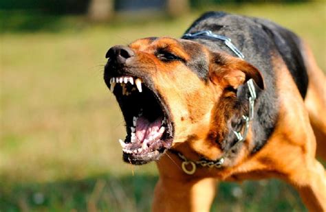 Brutal ataque de perros a una mujer de 70 años en San Ignacio