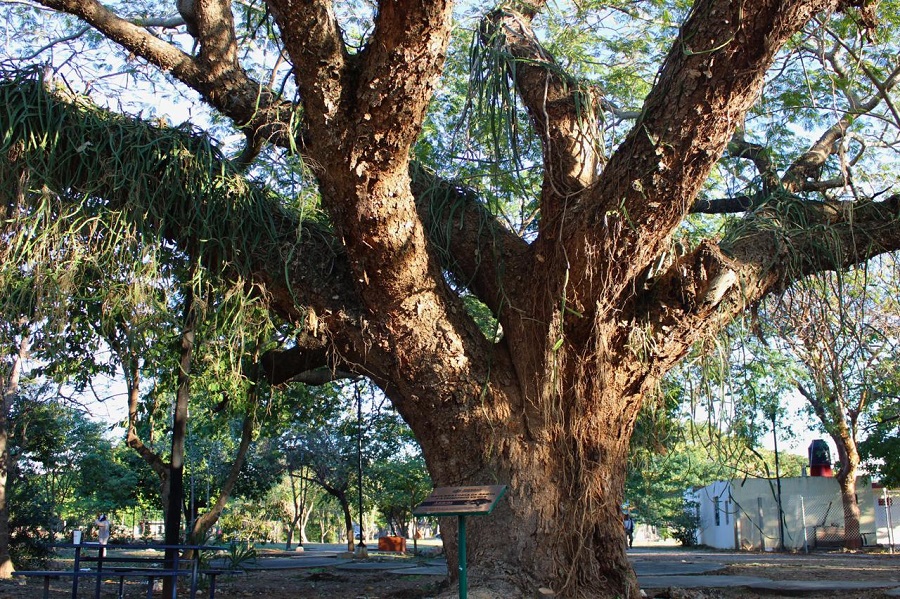 El Ayuntamiento de Mérida nombra el tercer Árbol Patrimonio Verde: un pich de Xcumpich