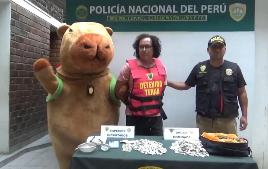 Policía se disfraza de la ‘Capibara del amor’ para capturar a traficante de drogas