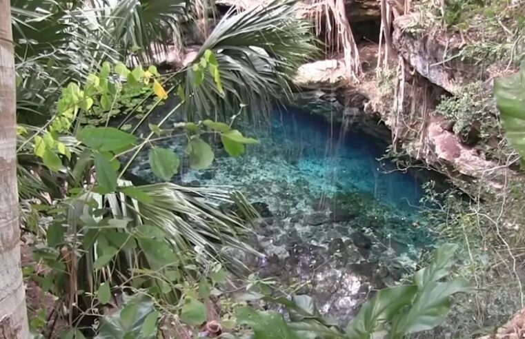 Hallan restos óseos de un perezoso gigante y caballos extintos en un cenote de Yucatán