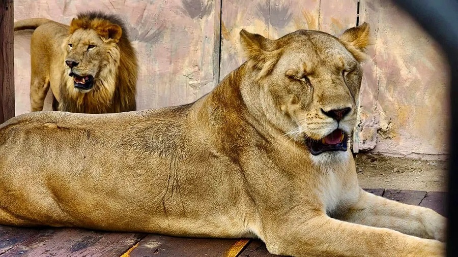 Leona ataca y mata a un trabajador en Safari de Tamaulipas