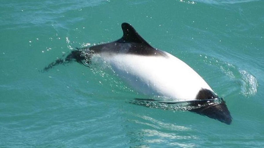 Se topa con un panda de mar, una suerte que casi nadie tiene