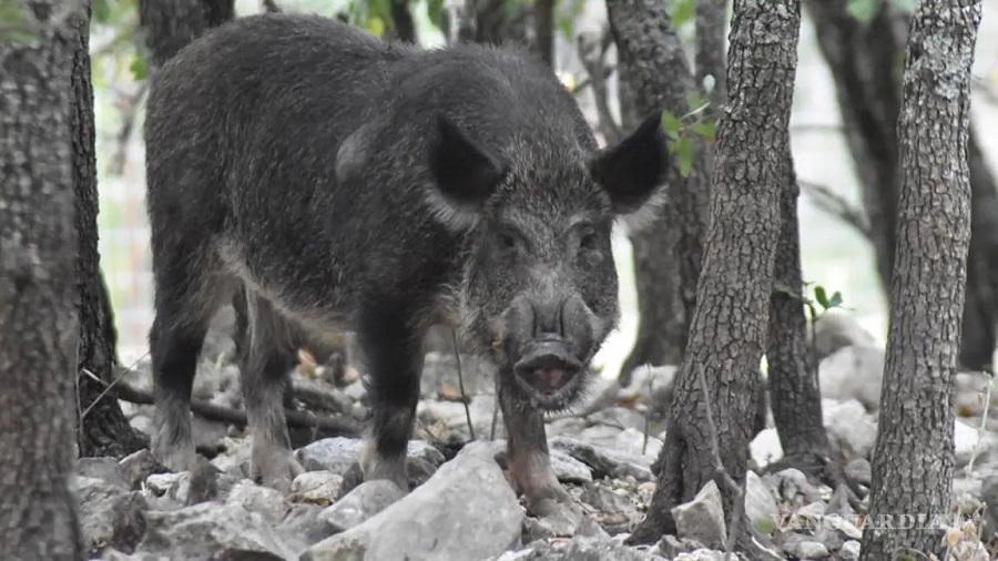 Se cruzan cochinos con jabalíes y nacen super cerdos que amenazan con arrasar todo