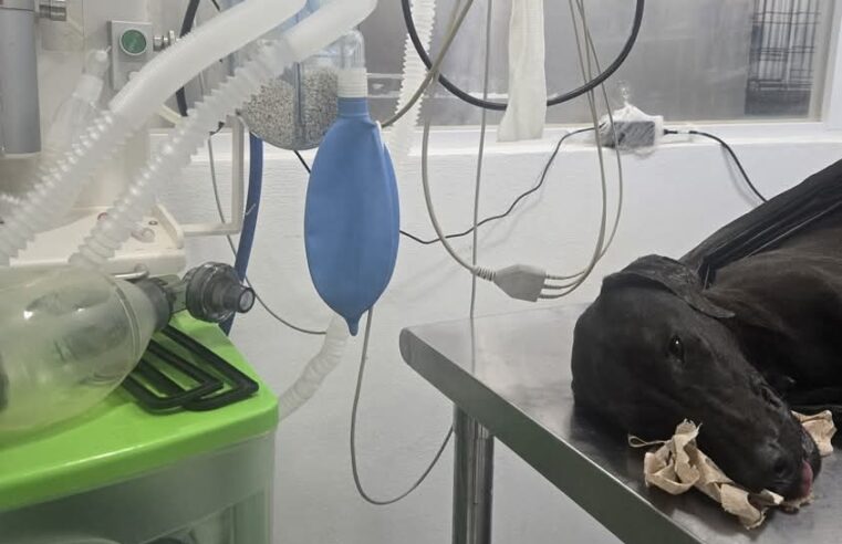 Se nos fue Negrita!, Muere la perrita atropellada en Kanasín.