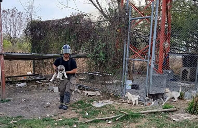Rescatan a camada de perros en medio de los incendios en Nuevo León