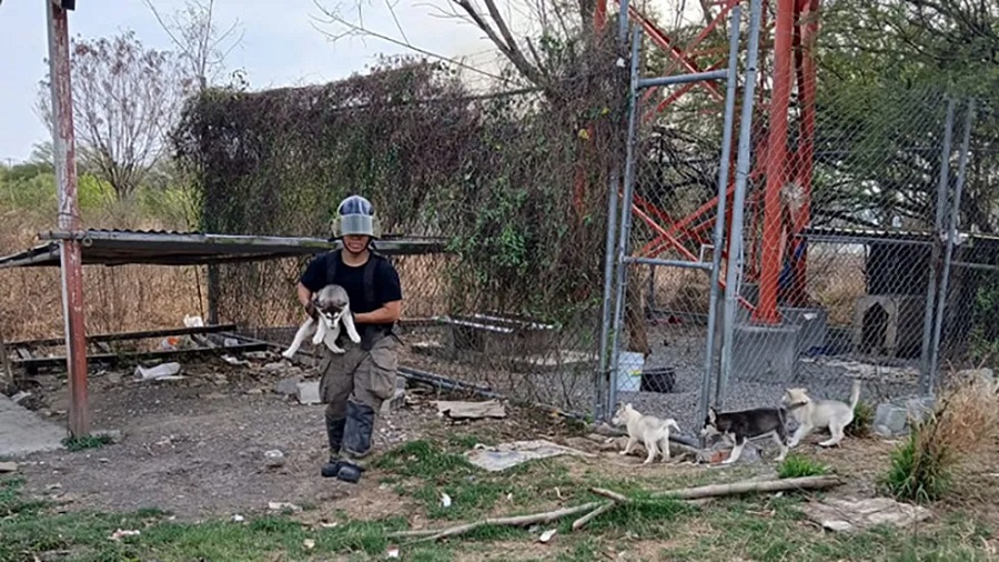 Rescatan a camada de perros en medio de los incendios en Nuevo León