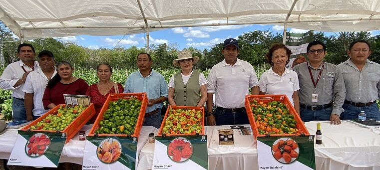 Productores locales validan nuevas variedades de Chile Habanero del CICY