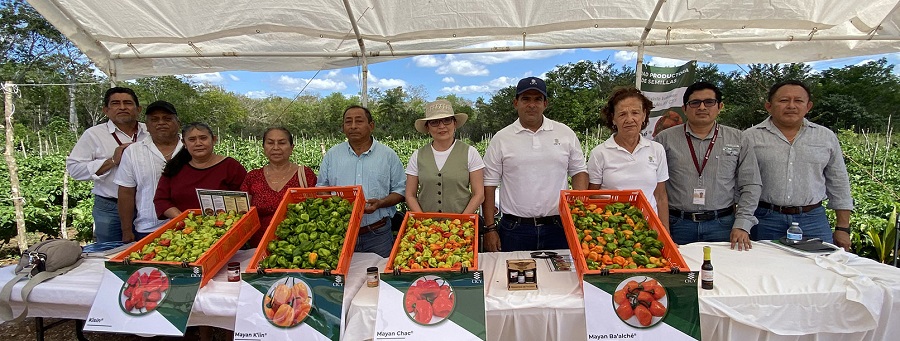 Productores locales validan nuevas variedades de Chile Habanero del CICY