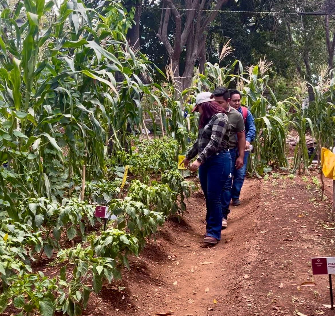 Convenio de SEDER y el Tecnológico de Conkal para aumentar producción del campo