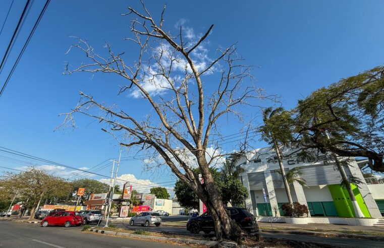 Por seguridad, el Ayuntamiento retirará un árbol seco en Circuito Colonias