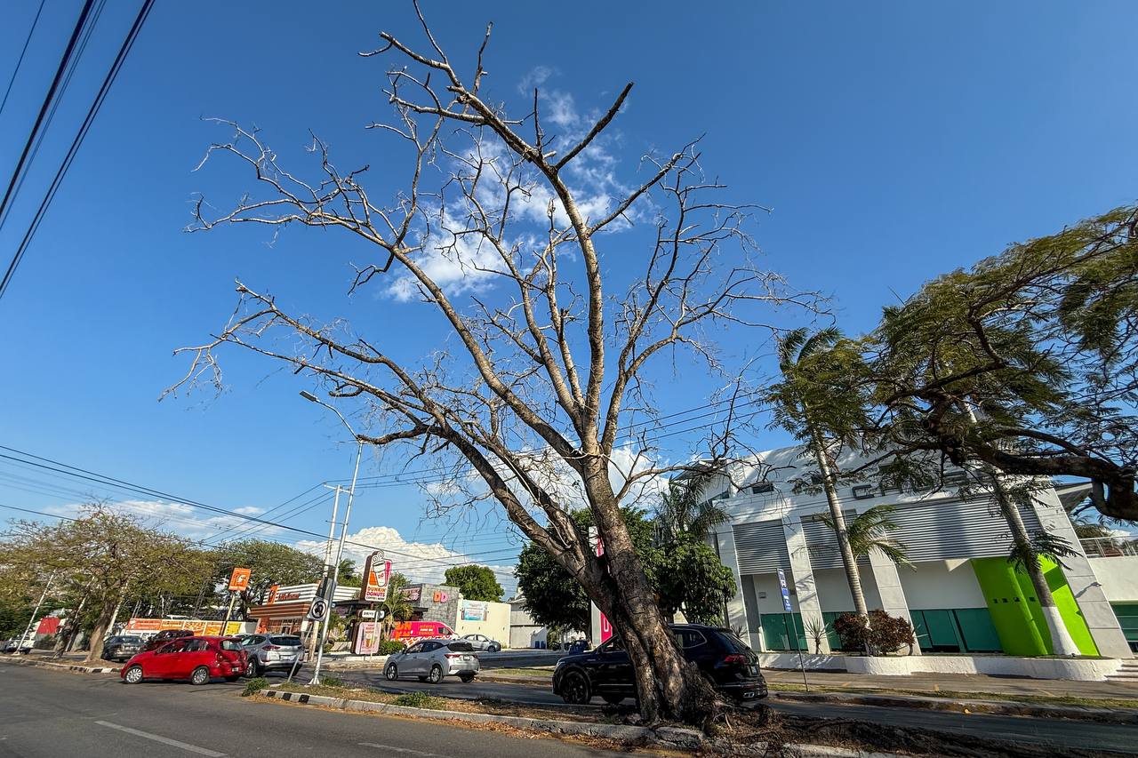 Por seguridad, el Ayuntamiento retirará un árbol seco en Circuito Colonias