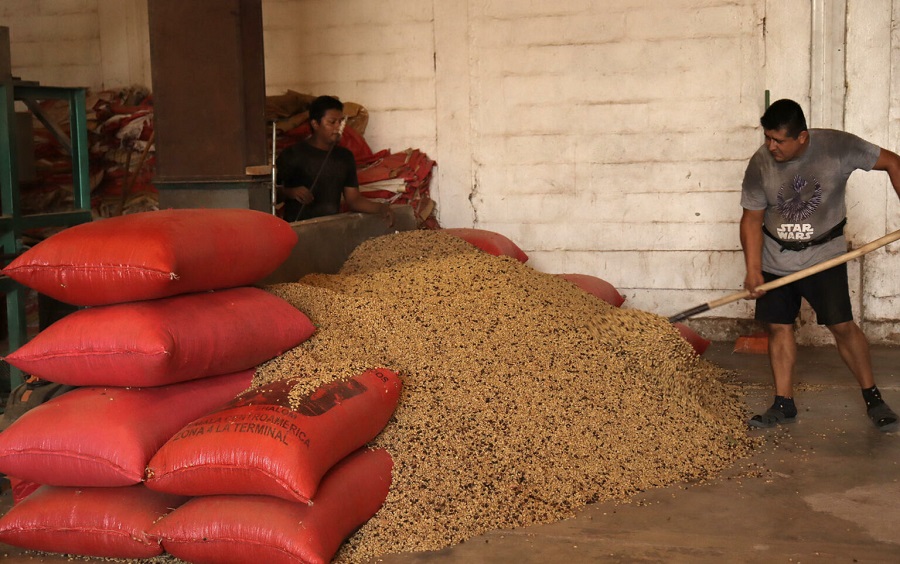 Cafetaleros de Chiapas reactivan exportaciones a Estados Unidos