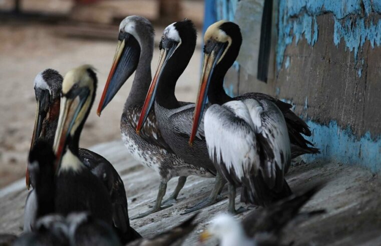 Detectan gripe aviar en una granja de Nuevo León