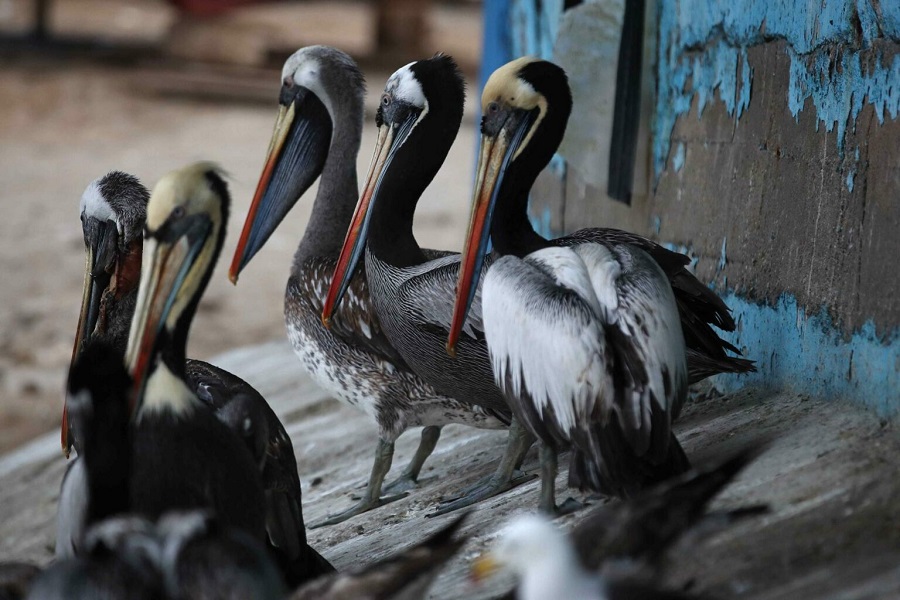 Detectan gripe aviar en una granja de Nuevo León