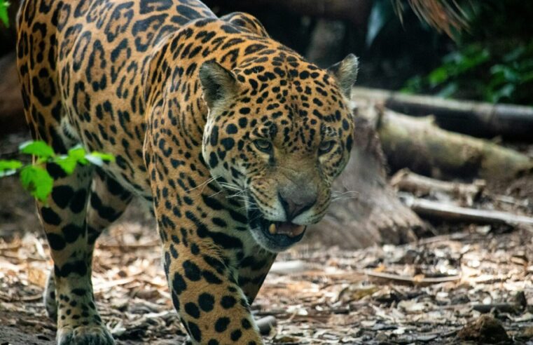 Con inteligencia artificial protegen una “guardería de jaguares” en Yucatán
