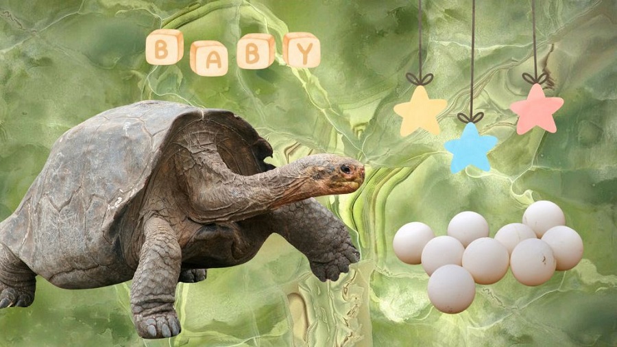 Centenaria tortuga debuta como madre: tuvo cuatro crías