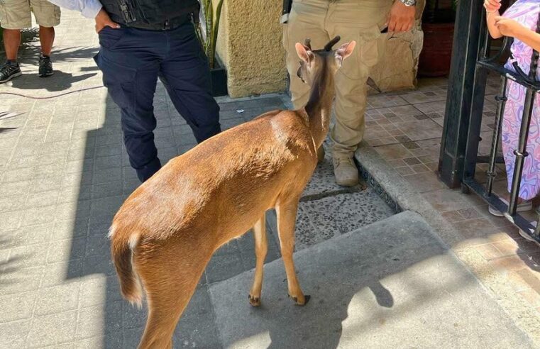 Venado causa sorpresa en la Quinta Avenida en Playa del Carmen