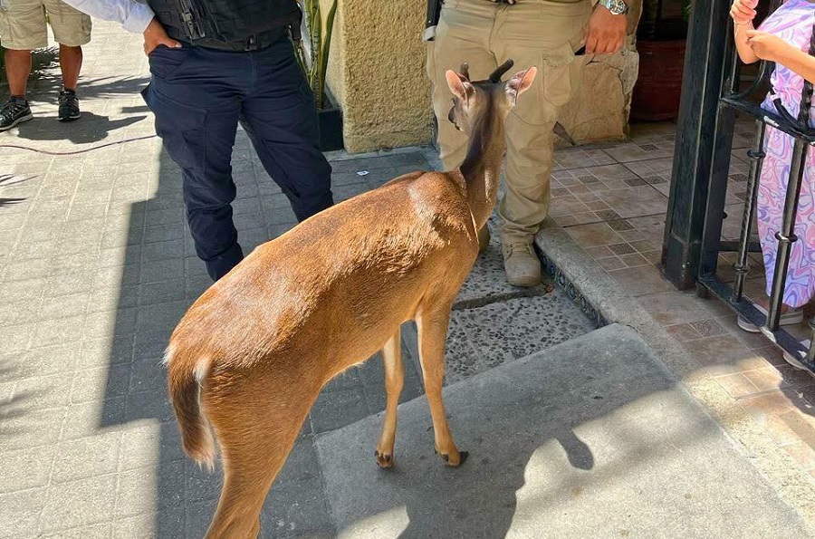 Venado causa sorpresa en la Quinta Avenida en Playa del Carmen