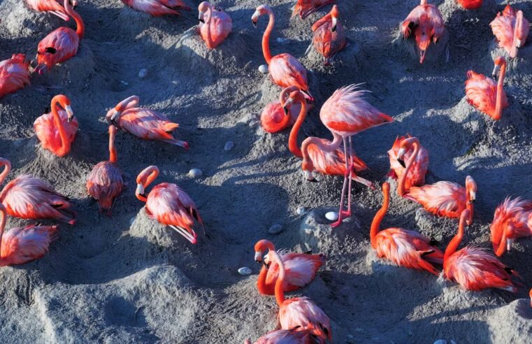 Reportan más de 14 mil nidos de flamencos en Río Lagartos