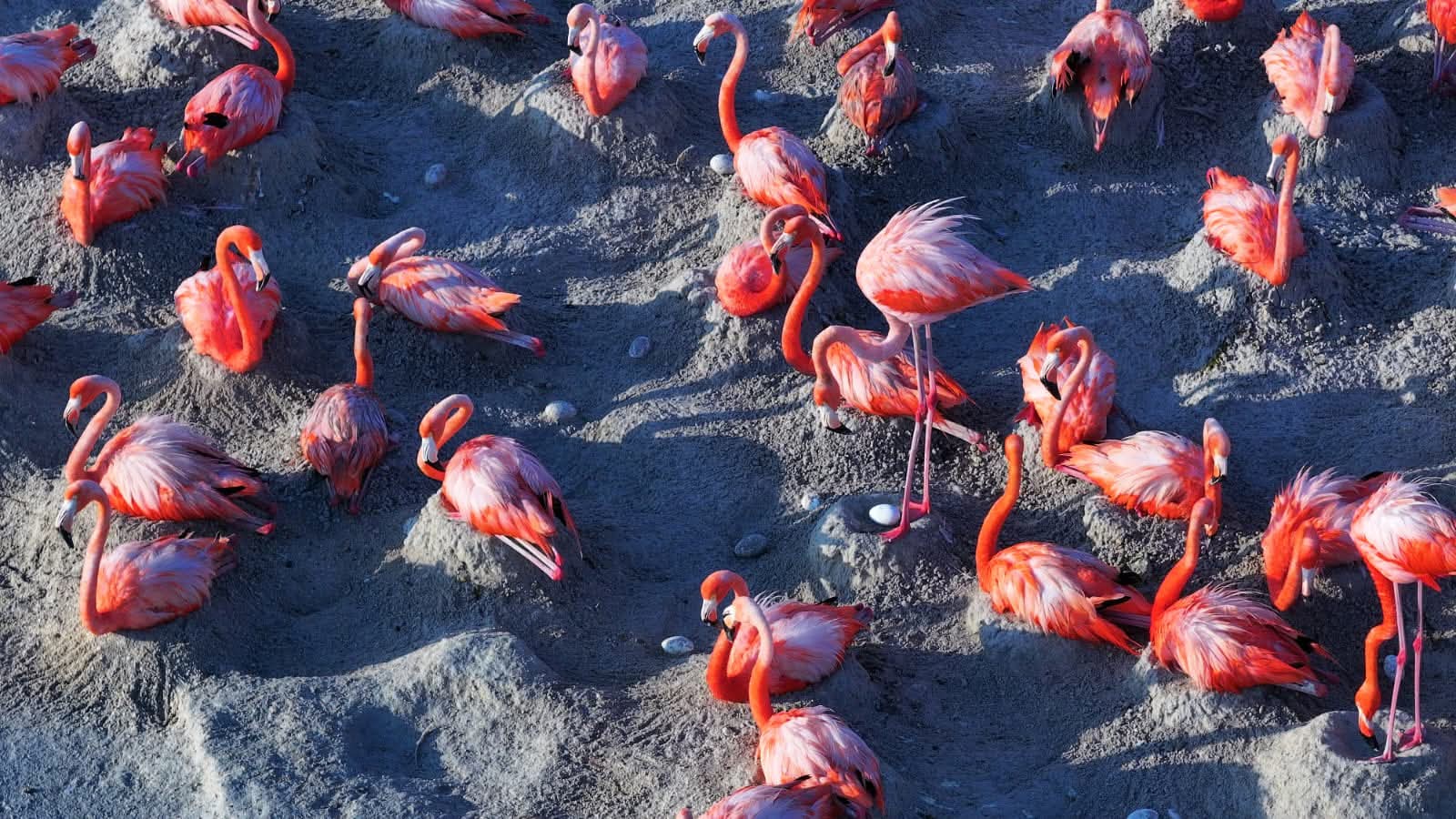 Reportan más de 14 mil nidos de flamencos en Río Lagartos