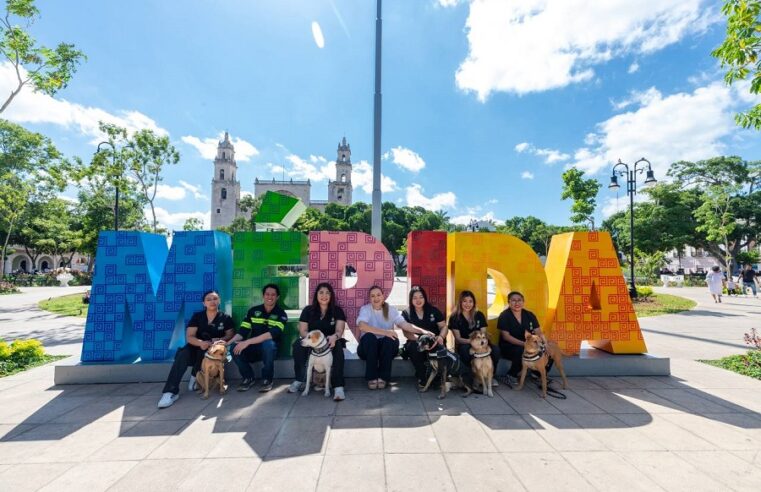 Presenta Cecilia Patrón ‘De la calle al corazón’, programa de apoyo emocional con caninos