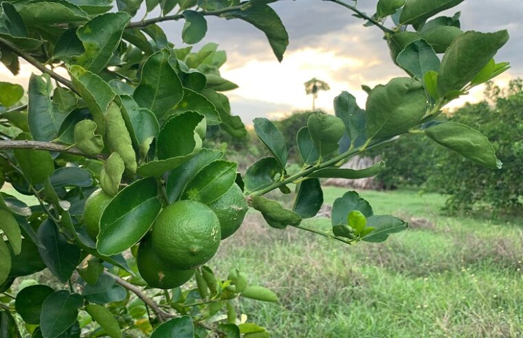 Citrón, una oportunidad de sembrar en Yucatán una inversión que rinde frutos