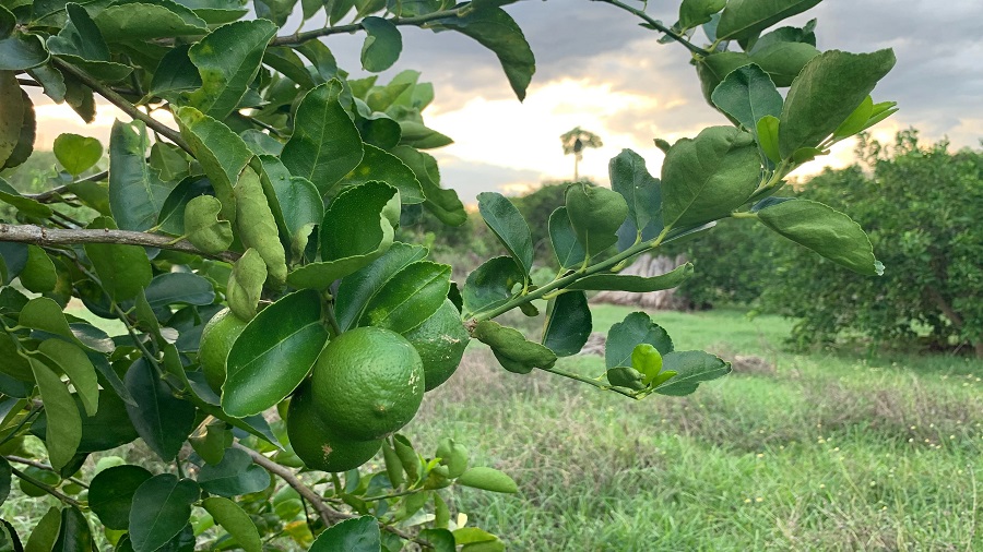 Citrón, una oportunidad de sembrar en Yucatán una inversión que rinde frutos
