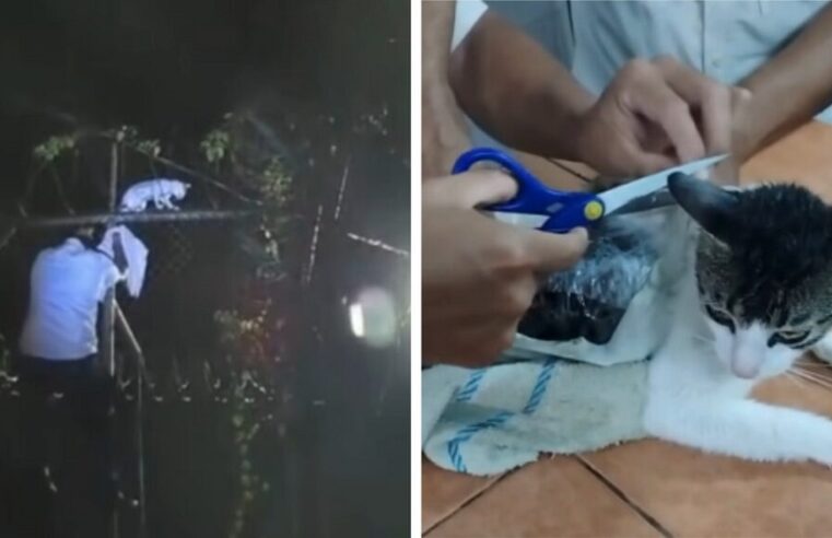 Atrapan a narco-gato con droga adherida al cuerpo, en una prisión de Costa Rica