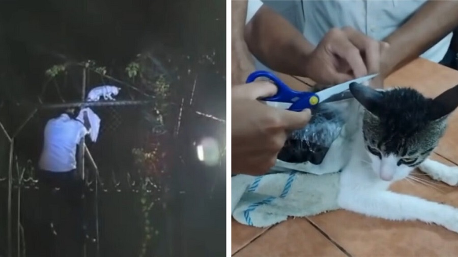 Atrapan a narco-gato con droga adherida al cuerpo, en una prisión de Costa Rica