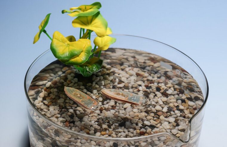 Desarrollan un robot acuático capaz de convertirse en comida para peces