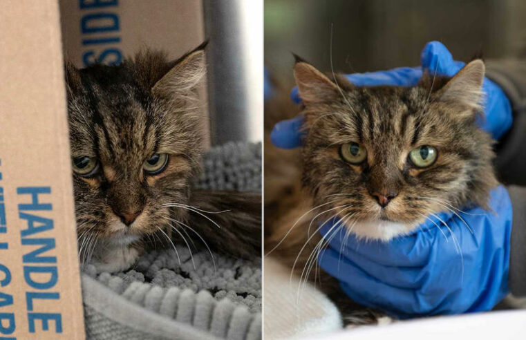 Gata viejita sobrevive a una caída de 120 metros de alturas; sus dueños murieron