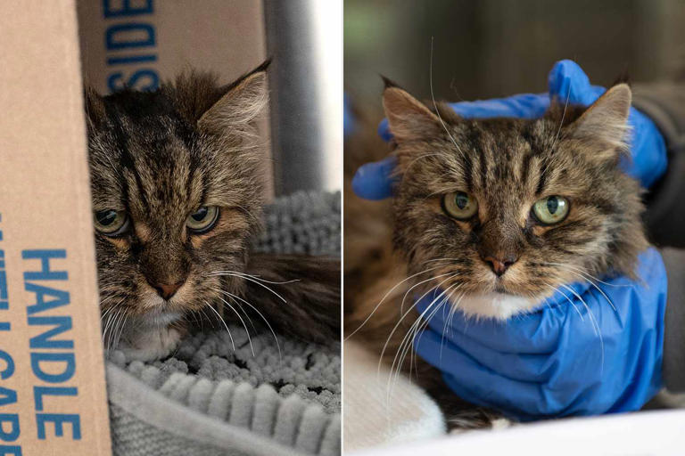 Gata viejita sobrevive a una caída de 120 metros de alturas; sus dueños murieron